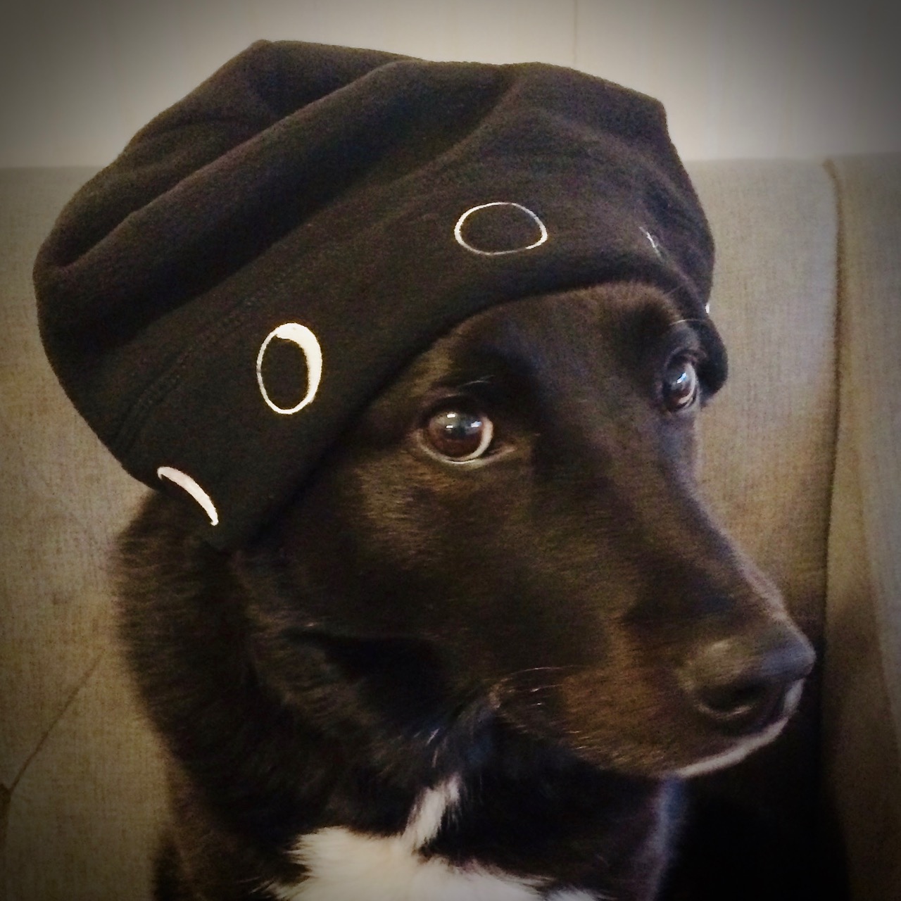 Dog wearing Moon Hat sitting on couch